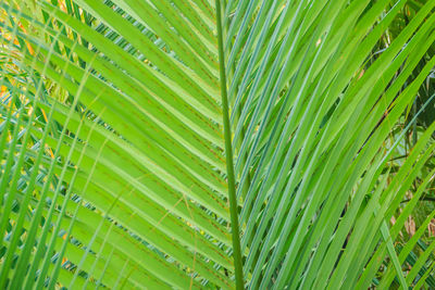 Full frame shot of palm leaves