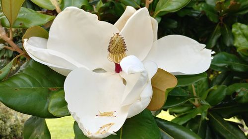 Close-up of white flowers blooming outdoors