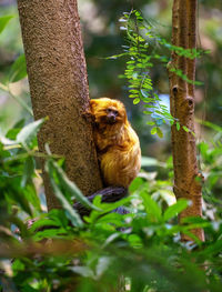 Close-up of bird perching on tree