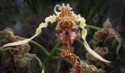 Close-up of wilted flowers on plant