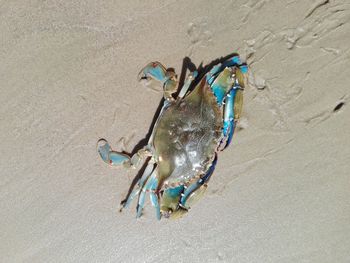 High angle view of crab on beach