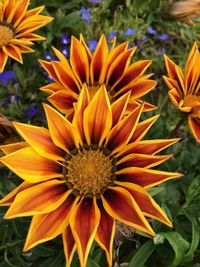 Close-up of yellow flowers blooming outdoors