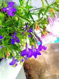 Low angle view of purple flowers hanging on branch