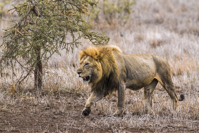 Full length of lion walking while roaring at forest