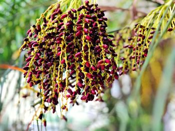 Close-up of red berries on plant