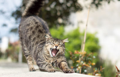 Cat yawning