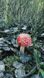 Plants growing on field in forest