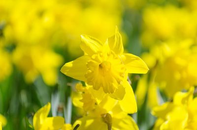 Close-up of yellow flowering plant on field