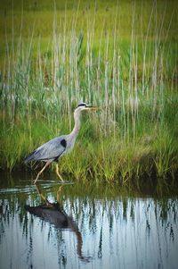 Bird in lake