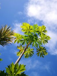 Low angle view of flowering plant against sky