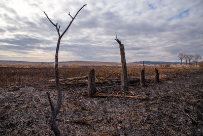 Bare trees on field against sky