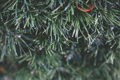 Full frame shot of pine tree