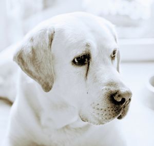 Close-up of dog