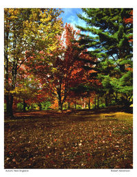 Autumn leaves on tree