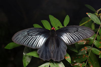 Close-up of butterfly on plant