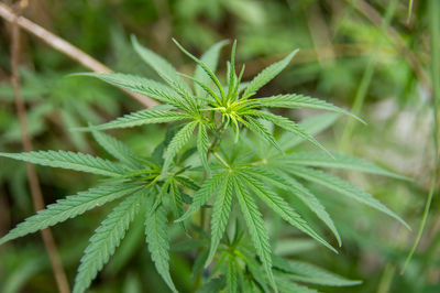 Close-up of fresh green leaves