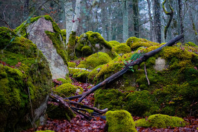 Moss growing on rocks in forest