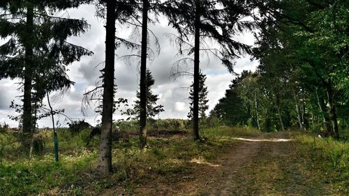 Road amidst trees in forest against sky