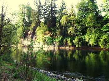 Reflection of trees in water