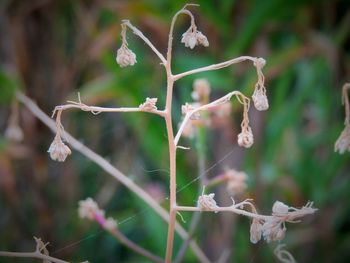 Close-up of plant