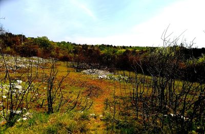 Scenic view of field against sky