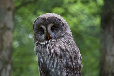 Close-up of owl