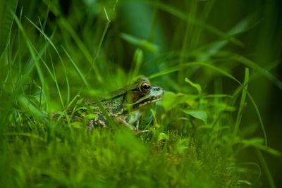 Side view of green frog in the grass