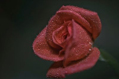 Close-up of water drops on rose