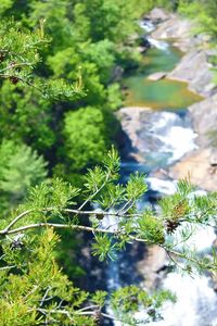 High angle view of plant in sunlight