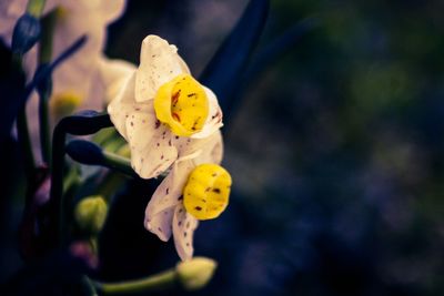 Close-up of yellow flower blooming outdoors