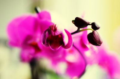 Close-up of purple flowers blooming outdoors