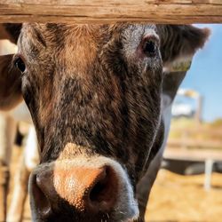 Close-up of cow