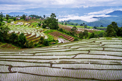 Scenic view of agricultural field against cloudy sky