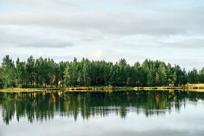 Endless green coastal forest at countryside