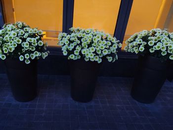 Close-up of potted plant