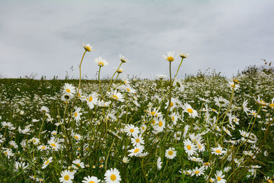 Close-up of white flowering plants on field against sky