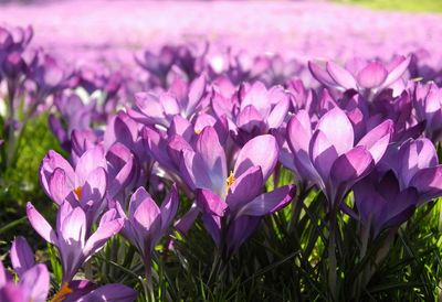 Close-up of purple flowers