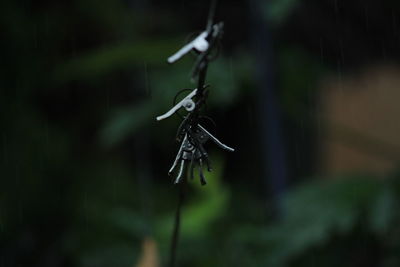 Group of color and stainless steel clips hang on the rope without clothes