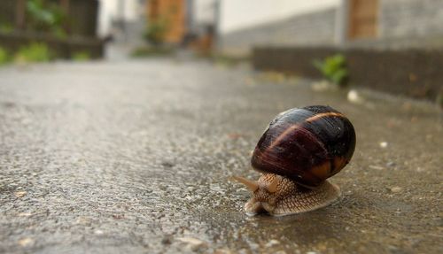 Close-up of snail on wet road