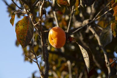 Close-up of fruit growing on tree