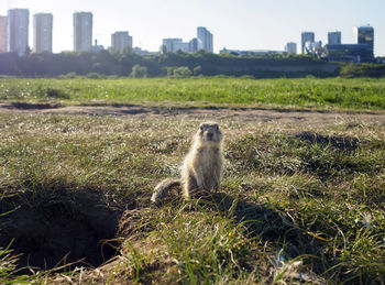 High angle view of meerkat on field