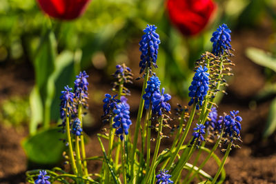 Close-up of purple flowering plants on field