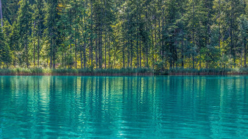 Reflection of trees in water