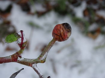 Close-up of plant against blurred background