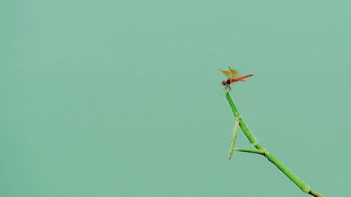 Close-up of insect on leaf
