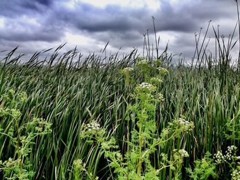 Scenic view of field against cloudy sky