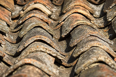 Low angle view of old tree