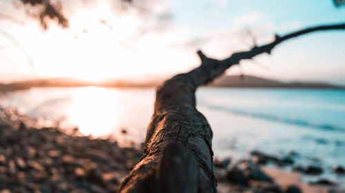 Close-up of tree trunk against sea during sunset