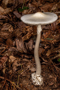 Close-up of mushroom growing on field