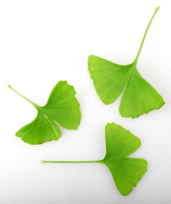 Close-up of leaves against white background